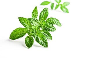 Fresh Mint Leaves on White Background photo