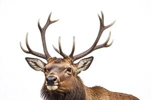 Close-up of a Male Elk with Antlers photo