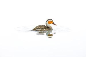White-faced Duck Swimming in Clear Water photo