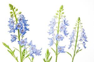 Blue Delphinium Flowers Isolated on White Background photo