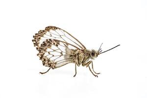 Close-up of a moth with transparent wings photo