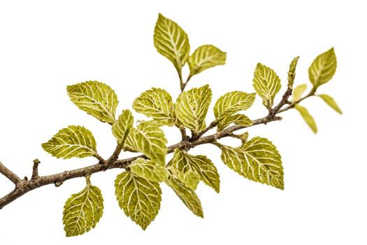 Close-Up of a Tree Branch with New Green Leaves photo