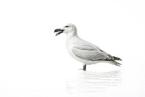 Seagull on White Background photo