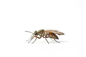 Close-up of a Hover Fly on a White Background photo