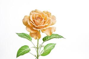 Peach Rose with Dew Drops photo