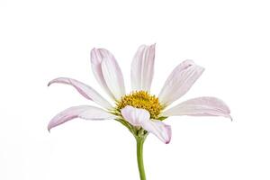 Single Pink Daisy Flower Isolated on White Background photo