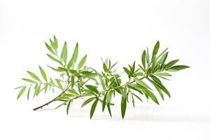 Green Branch with White Background photo