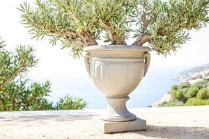 Olive Tree in a Pot with Ocean View photo