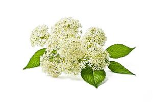 White hydrangea flower isolated on white background photo