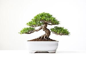Bonsai Tree in White Pot on White Background photo