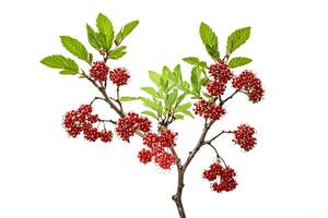 Red Berries and Green Leaves on a Branch photo