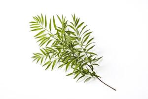 Green Branch with White Background photo