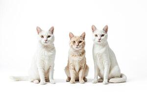 Three cats sitting in a row photo