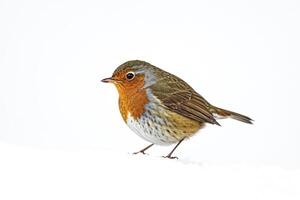 Robin standing in snow photo