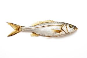 Fresh Whole Fish Isolated on White Background photo