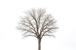 Bare Tree Silhouette Against a White Background photo