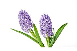 Purple Hyacinth Flowers with Green Leaves Isolated on White Background photo