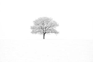 Lone Tree in a Snowy Field photo
