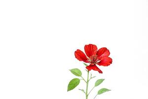 Single Red Hibiscus Flower with Green Leaves on White Background photo