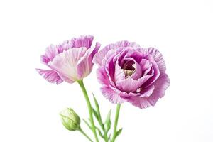 Close-up of a single pink ranunculus bloom on a white background photo