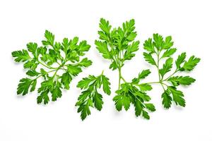 Fresh Parsley Sprigs Isolated on White Background photo