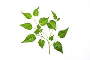 Green nettle leaves on white background photo