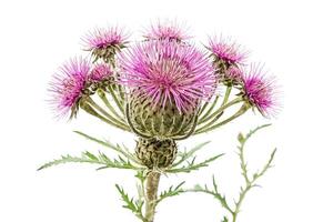 Pink Thistle Flower with Spiky Leaves Isolated on White Background photo