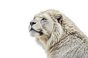 Close-up of a White Lion's Face photo