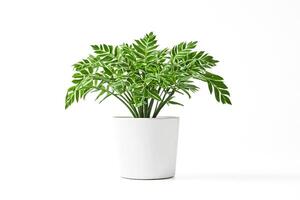 Green Plant in White Pot on White Background photo