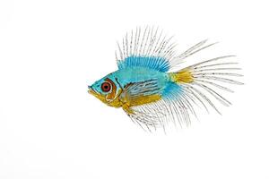 Blue and Gold Fish with Long Fins photo