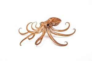 Close-up of Octopus with White Background photo