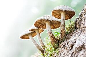 Close Up of Mushrooms on a Tree Trunk photo