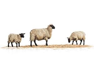 Three Sheep Standing on Hay Against a White Background photo