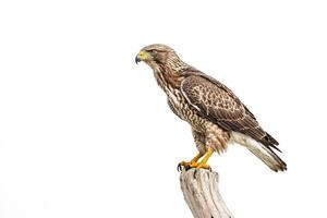 Hawk perched on a branch with a white background photo