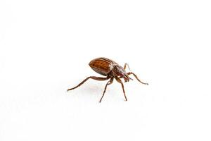 Close-up of a Brown Beetle on a White Background photo