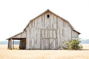Rustic Barn in a Field of Wheat photo