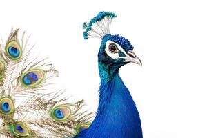 Close-up of a peacock's head and neck with feathers in the background photo