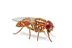 Macro Photography of a Fly photo
