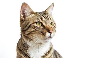 Closeup of a Tabby Cat's Face photo