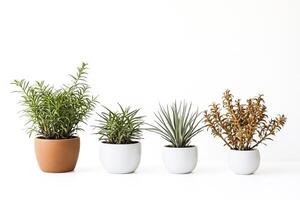 Four potted plants in a row against a white background photo