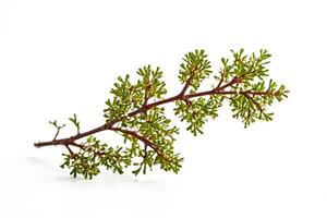 Green Branch with Small White Flowers photo