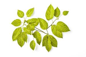 Sprig of Green Leaves on White Background photo