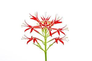 Closeup of a Single Red Flower on a White Background photo