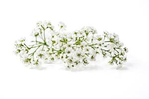 White Flowers on a White Background photo