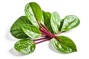 Bunch of fresh green Malabar spinach leaves with red stems isolated on white background photo