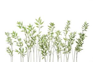 Green Leaf Branches on White Background photo