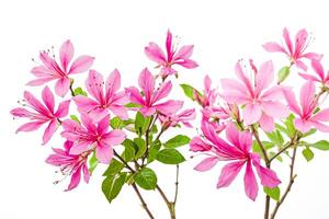Pink Flowers with Green Leaves on a White Background photo