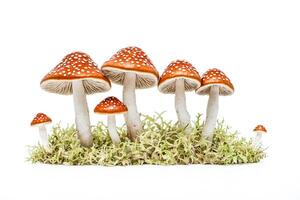 Red and White Toadstools on Moss photo