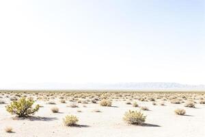 Desert Landscape with Sparse Vegetation and Distant Mountains photo