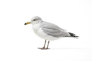 Seagull standing on white background photo